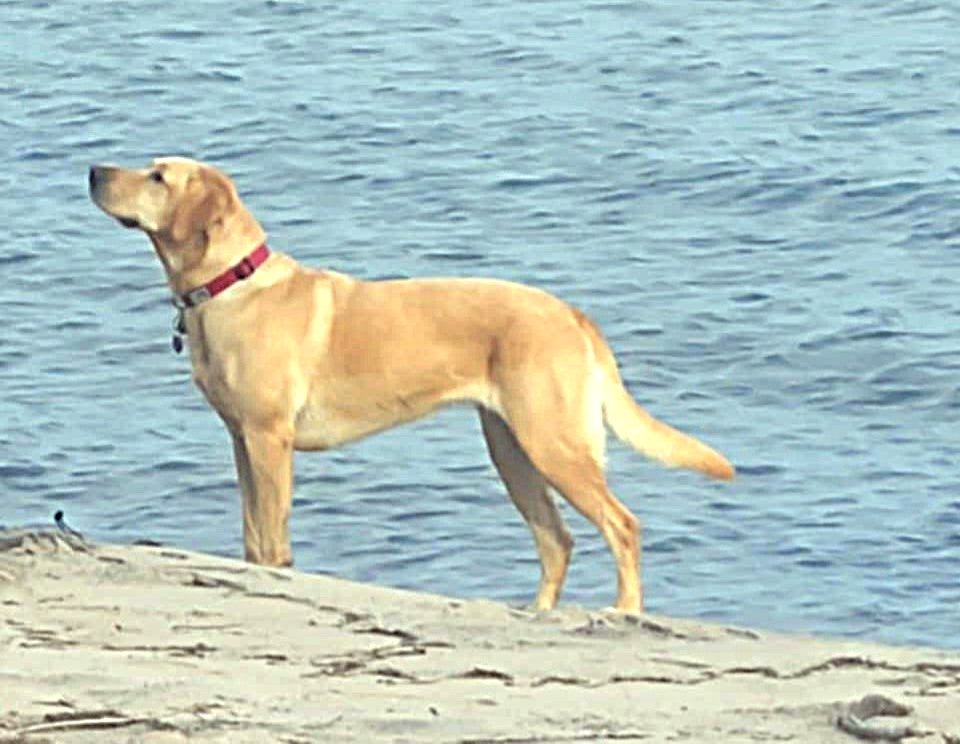 Fresh Breath Dog Biscuit