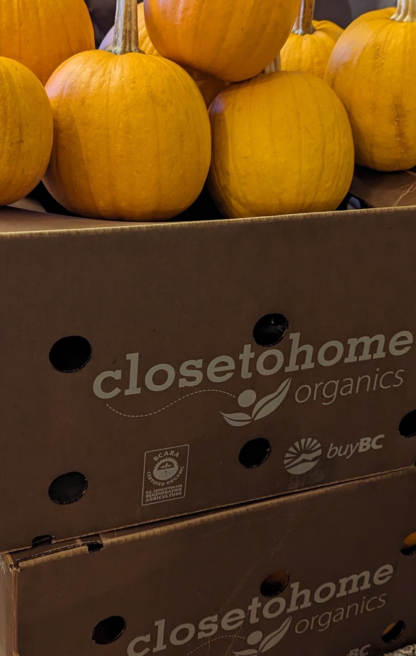 Organic Pumpkin and Organic Carrot Biscuits